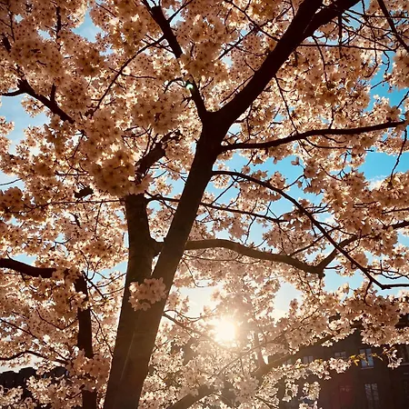 Schoene Aussichten Mitten In - Il Sole Daire