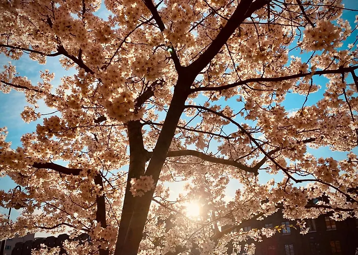 Schoene Aussichten Mitten In - Il Sole 公寓